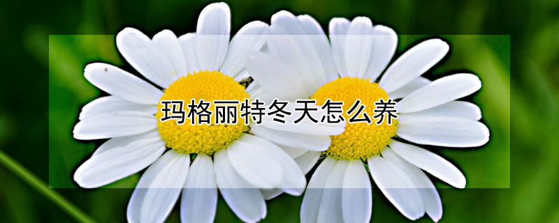 玛格丽特冬天怎么养(玛格丽特冬天怎么养 贴吧)