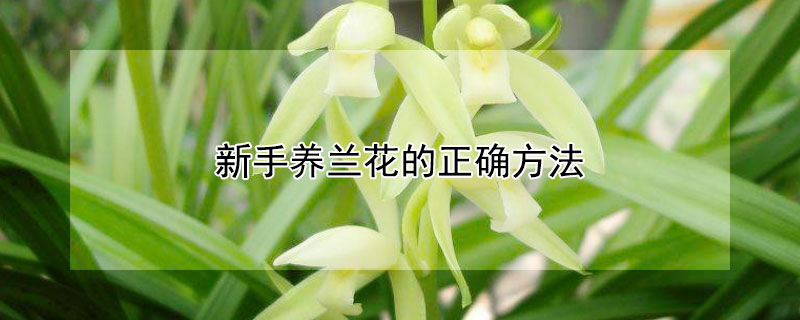 新手养兰花的正确方法 新手怎样养兰花