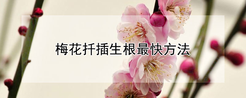梅花扦插生根最快方法（梅花扦插快速生根方法）