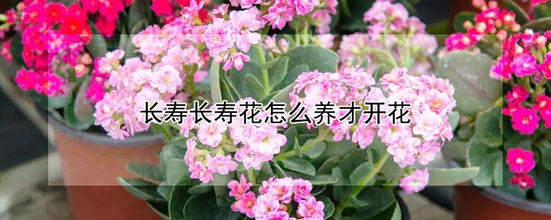 长寿长寿花怎么养才开花(长寿花怎么养才开花时间长)