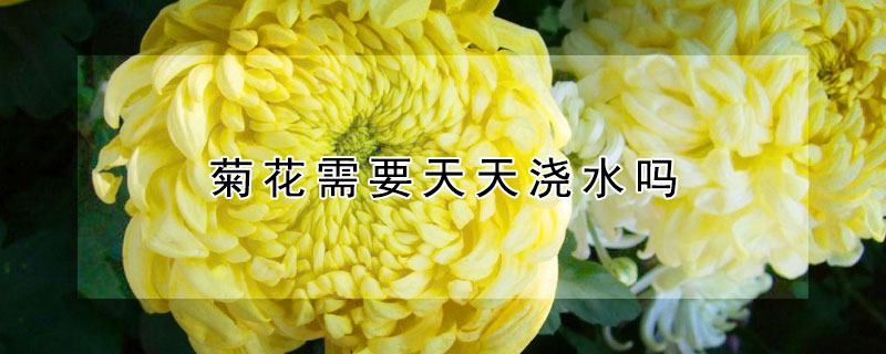菊花需要天天浇水吗 菊花浇水能浇花吗