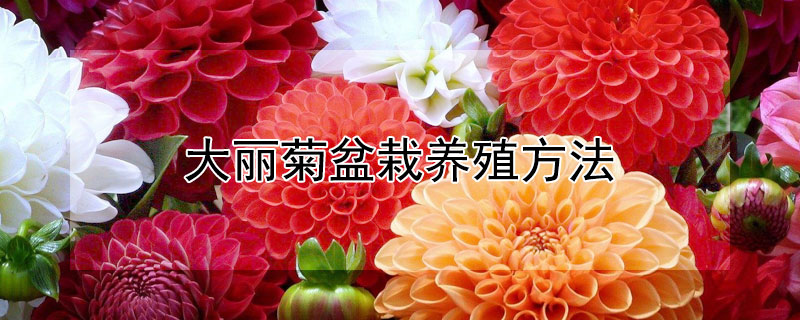 大丽菊盆栽养殖方法 大丽菊怎么种养