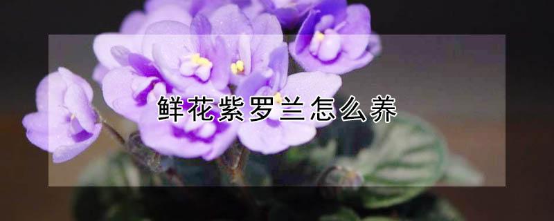 鲜花紫罗兰怎么养（紫罗兰养花技巧）
