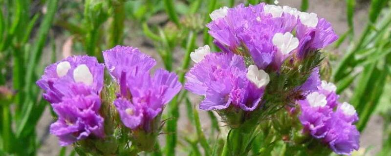 勿忘我的花语（紫色勿忘我的花语）