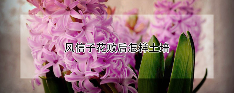风信子花败后怎样土培(风信子花怎么土培)