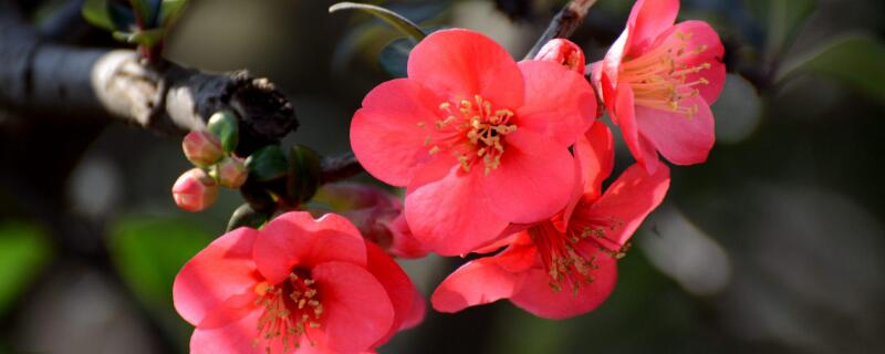 海棠花的花语（海棠花的花语和寓意）