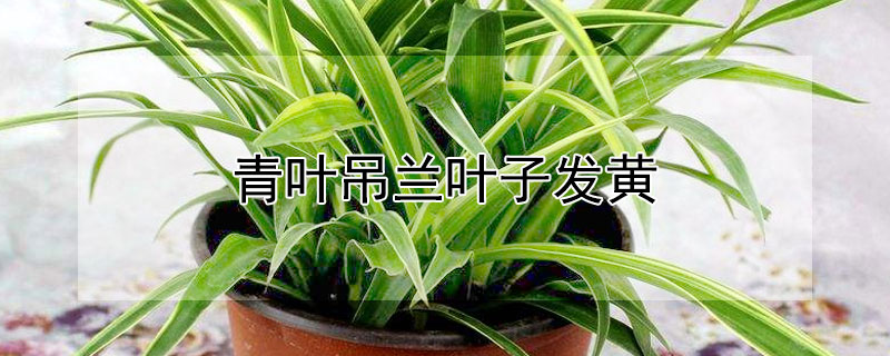青叶吊兰叶子发黄（青叶吊兰叶子发黄怎么办）