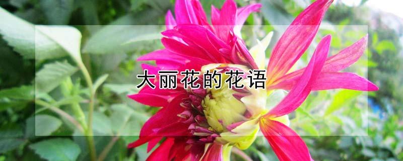 大丽花的花语 大丽花的花语是背叛吗