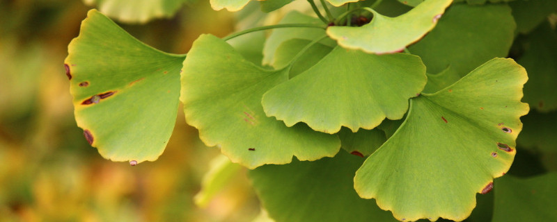 送人银杏叶的寓意（送人银杏花的寓意）