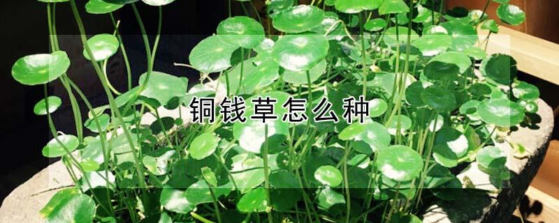 铜钱草怎么种（铜钱草怎么种植）