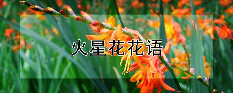 火星花花语 星星花花语是什么