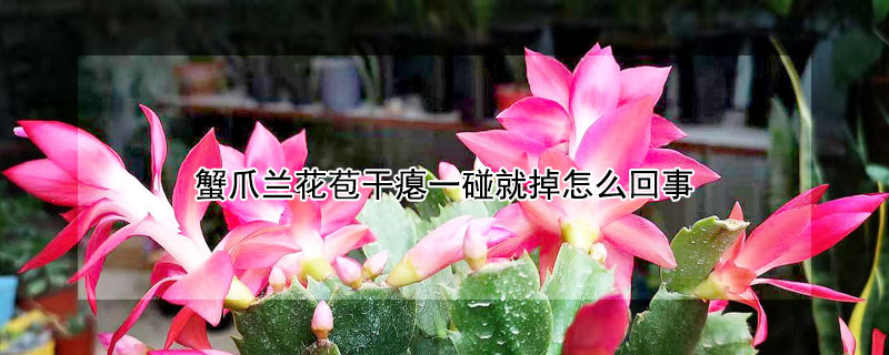 蟹爪兰花苞干瘪一碰就掉怎么回事（蟹爪兰花苞变蔫脱落怎么办）