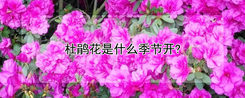 杜鹃花是什么季节开?（杜鹃花是什么季节开的?是几月?）