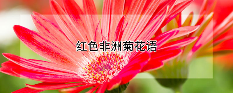 红色非洲菊花语（红色非洲菊花语是什么意思）