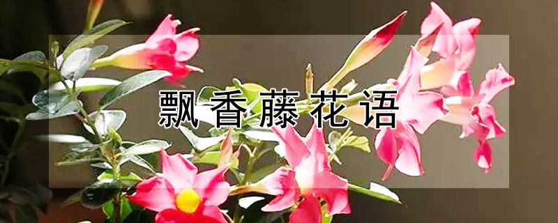 飘香藤花语（飘香藤花语是什么）