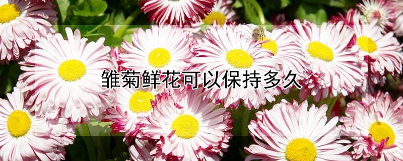 雏菊鲜花可以保持多久 雏菊花可以养多久