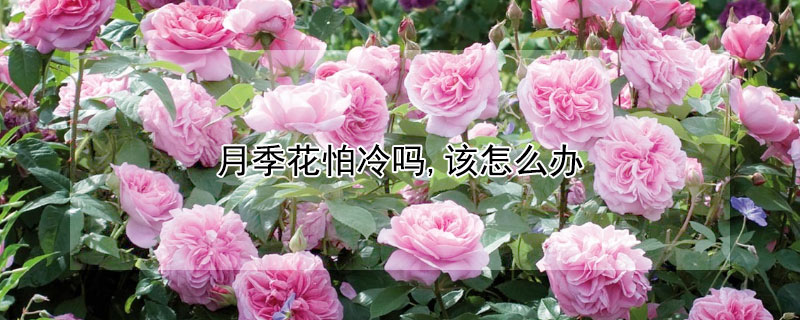 月季花怕冷吗,该怎么办（月季花怕低温吗）