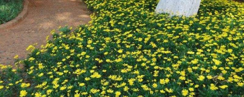 木春菊花语 木菊花语是什么