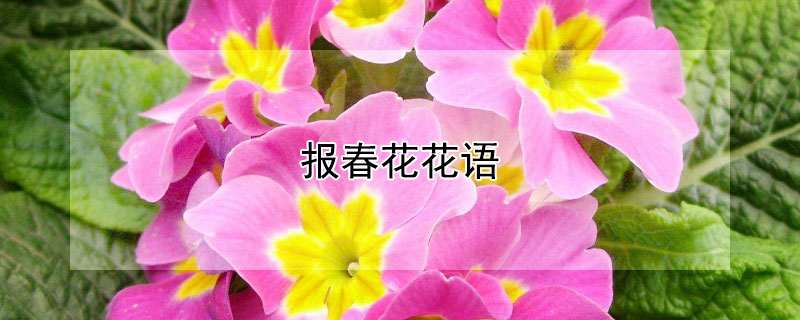 报春花花语（黄色报春花花语）