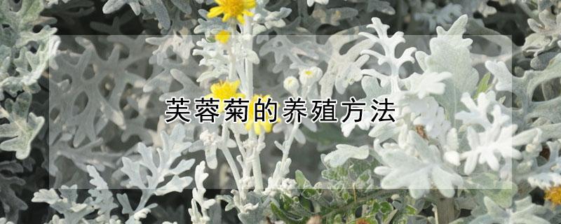 芙蓉菊的养殖方法（芙蓉菊的养殖方法单株）