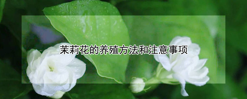 茉莉花的养殖方法和注意事项（兰花的养殖方法和注意事项 盆栽）