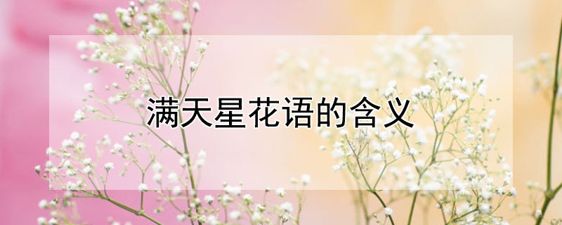 满天星花语的含义（满天星的含义和花语）