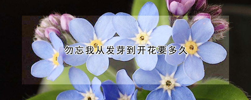 勿忘我从发芽到开花要多久 勿忘我花发芽是什么样子