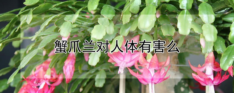 蟹爪兰对人体有害么（蟹爪兰对人体有什么好处）