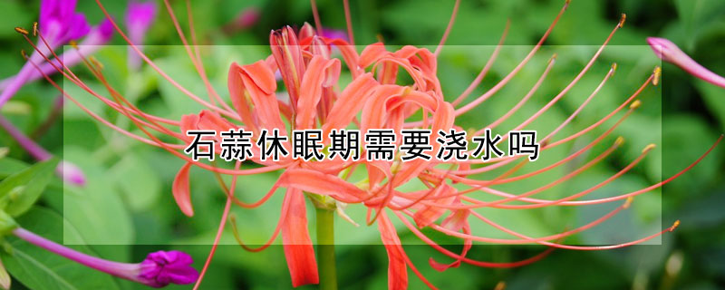 石蒜休眠期需要浇水吗 石蒜夏季休眠