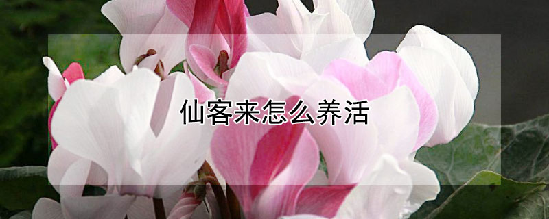 仙客来怎么养活（仙客来仙客来怎么养）