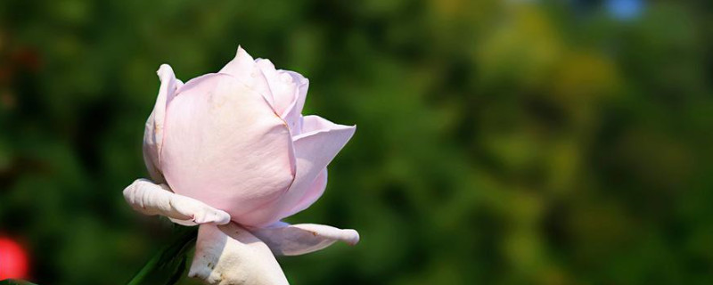 30朵玫瑰花的含义 30朵玫瑰代表什么花语