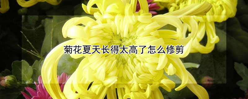 菊花夏天长得太高了怎么修剪(菊花夏天长的太高了怎么修剪)