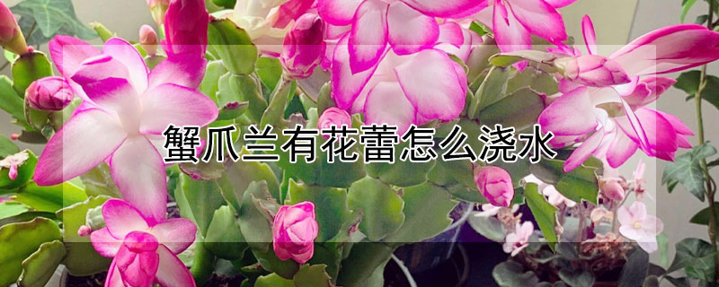 蟹爪兰有花蕾怎么浇水（蟹爪兰有花蕾了怎么养护）