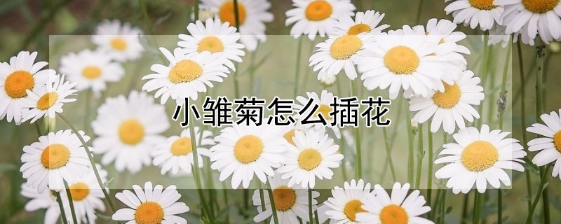 小雏菊怎么插花(小雏菊怎么插花好看)