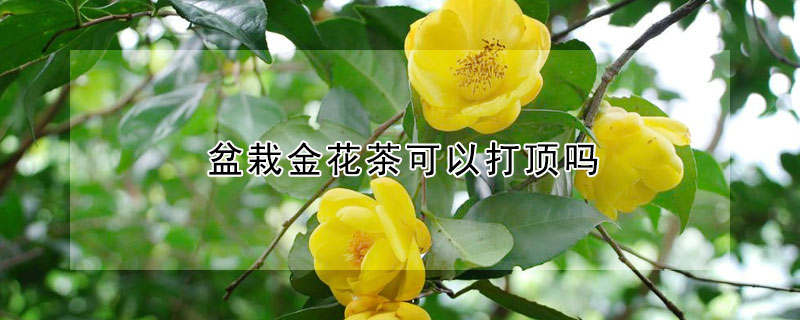 盆栽金花茶可以打顶吗（金花茶盆栽能开花吗）