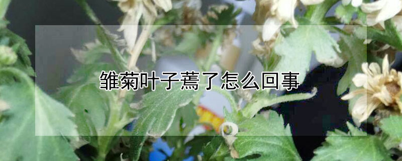 雏菊叶子蔫了怎么回事（小雏菊花叶子蔫是怎么回事）