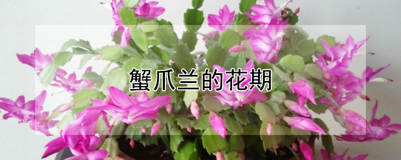 蟹爪兰的花期 蟹爪兰的花期是几月到几月