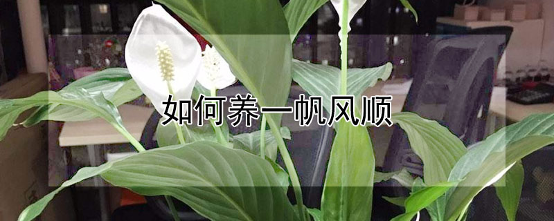 如何养一帆风顺（室内养一帆风顺的花怎么养）