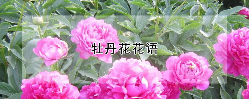 牡丹花花语（白色牡丹花花语）