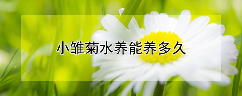 小雏菊水养能养多久 雏菊可以水养几天