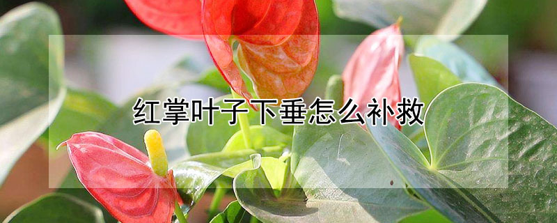 红掌叶子下垂怎么补救 红掌叶子下垂是怎么回事
