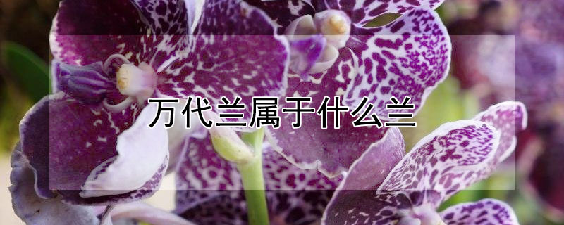 万代兰属于什么兰 万代兰百科