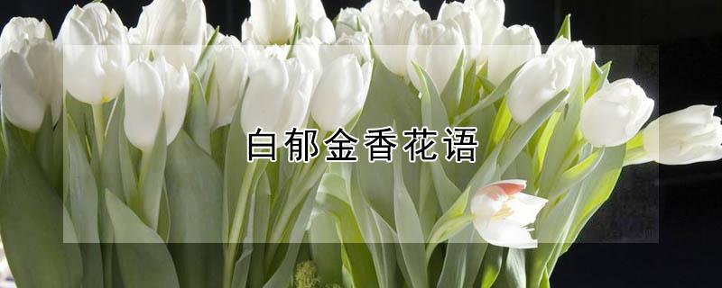 白郁金香花语（粉色郁金香花语）