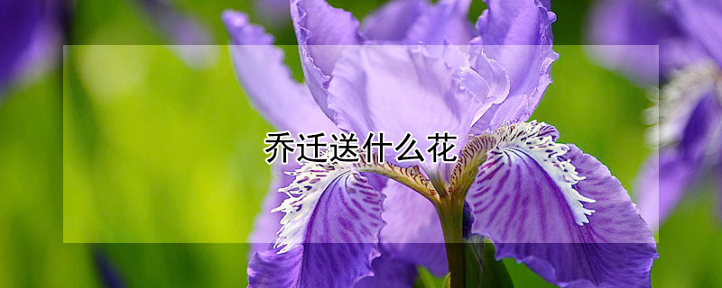 乔迁送什么花（搬家送什么花寓意好）