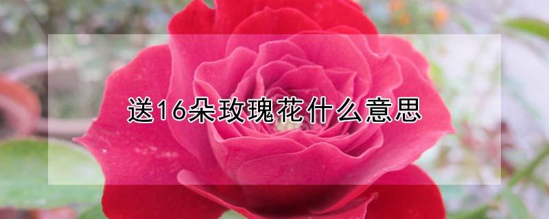送16朵玫瑰花什么意思（送玫瑰花16朵是什么含义）