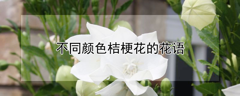 不同颜色桔梗花的花语 各种颜色的桔梗花的花语
