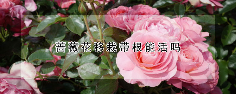 蔷薇花移栽带根能活吗（蔷薇裸根移栽好活吗）
