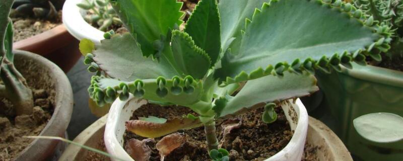 落地生根花的寓意 落地生根遍地开花的寓意