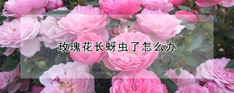 玫瑰花长蚜虫了怎么办（怎样彻底消灭玫瑰花上的蚜虫）