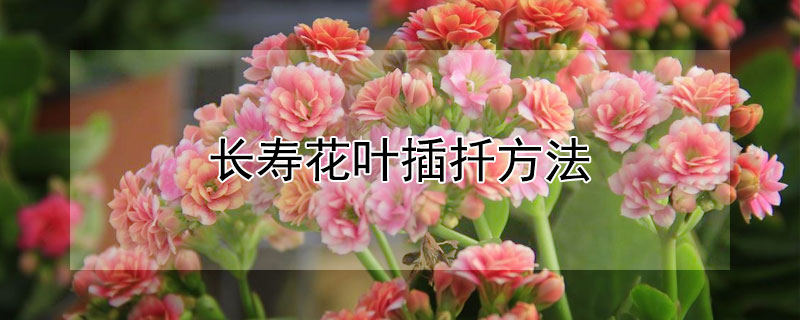 长寿花叶插扦方法(长寿花叶如何扦插)